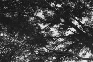 Abstract in Trees