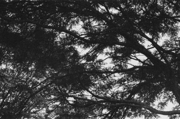 Abstract in Trees