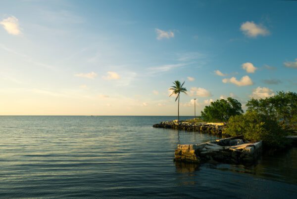 A Single Palm