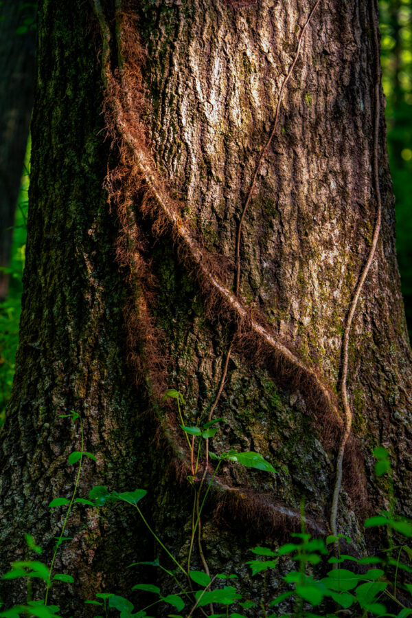 Photograph of vines growing on a tree
