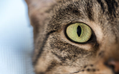 My Cats