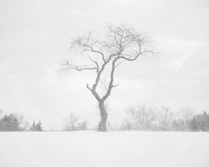 Cold Tree